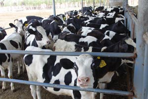 �ڲ�����Ϸ���� - ����Ϊ��,רҵ����!